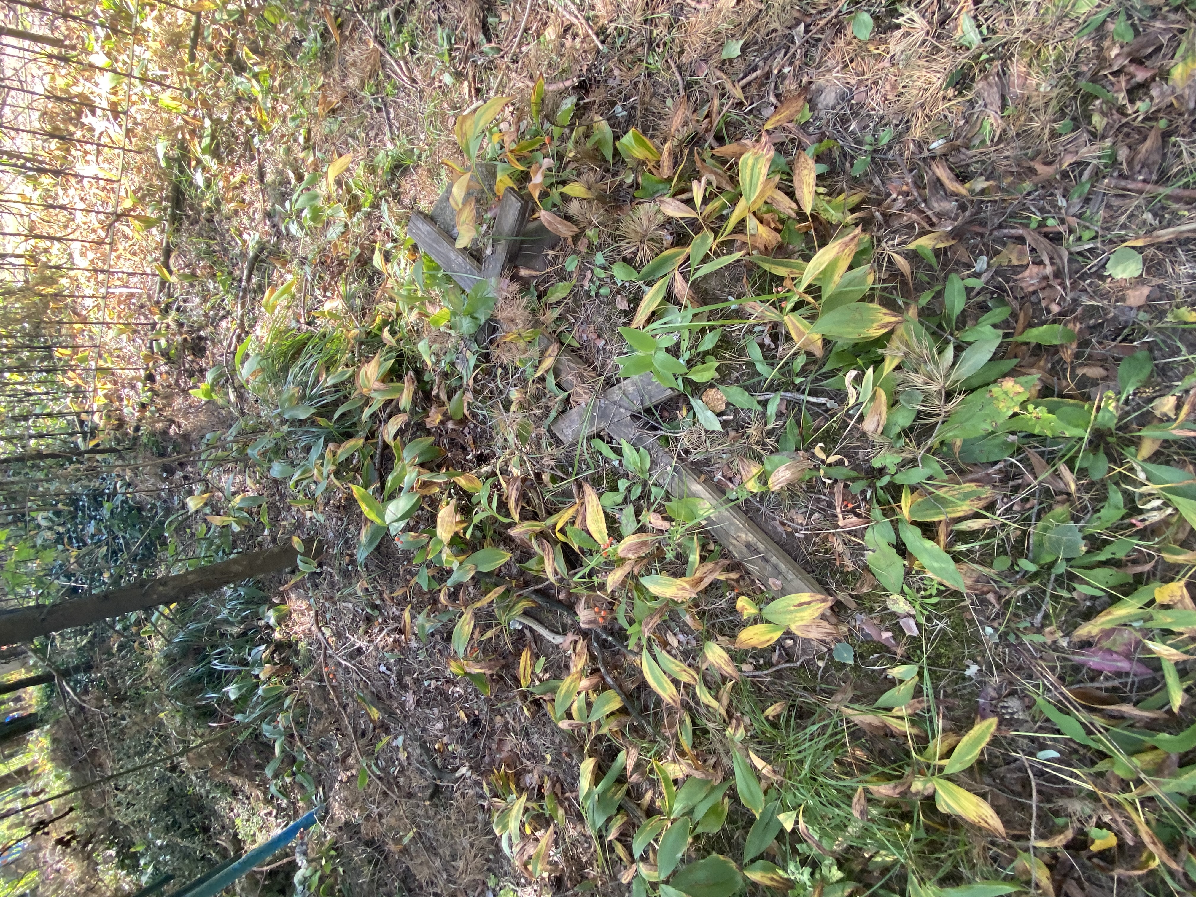 Фотография надгробия